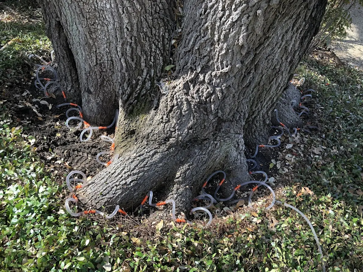 Detailed Tree Cabling and Bracing job site in Beaverton